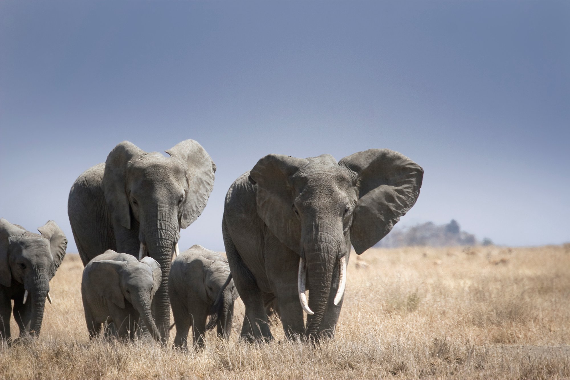 GAdventures_Africa-Tanzania-Serengeti-ElephantHerd