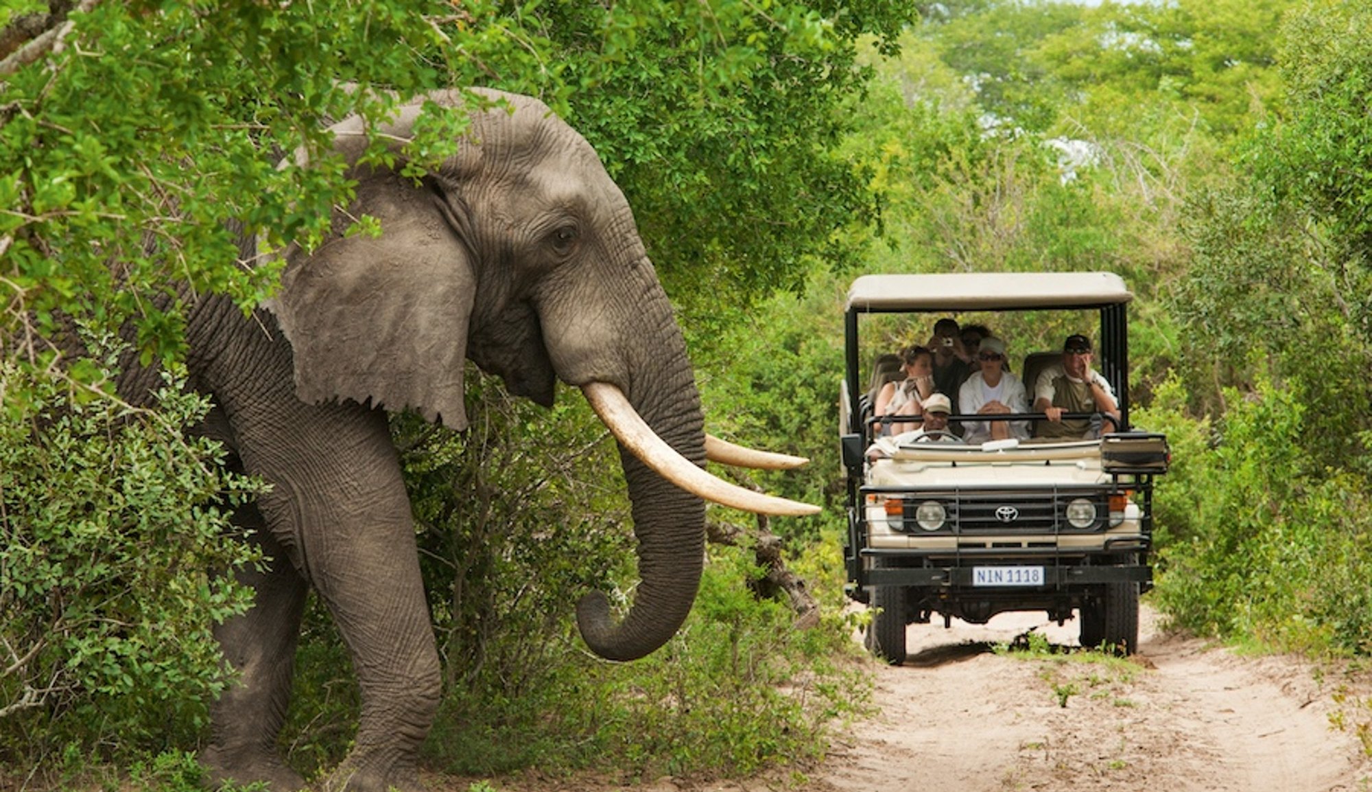 safaris