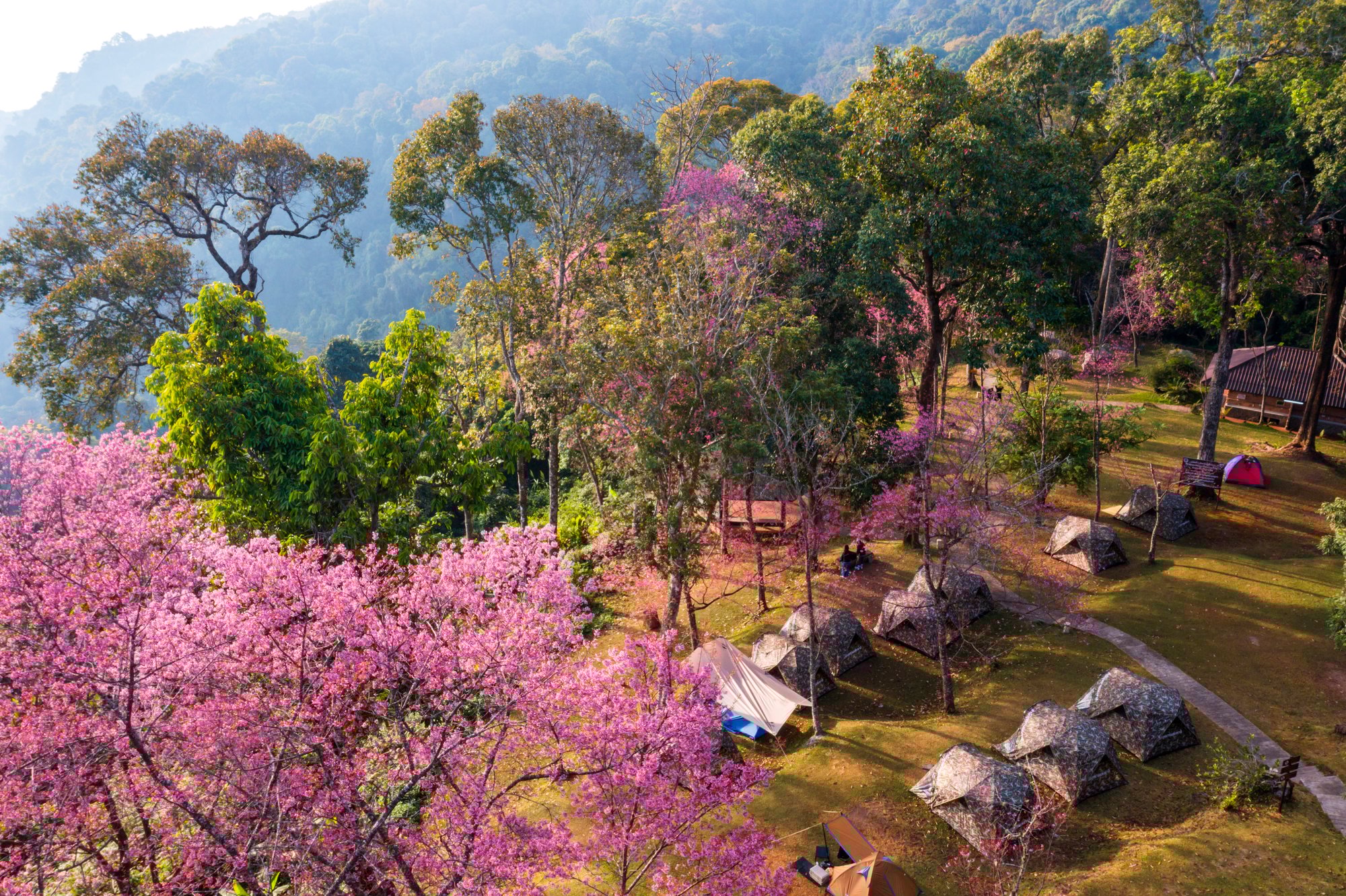 Chiang Mai-Doi Suthep-Pui National Park-Doi Pui Campsite230621CU